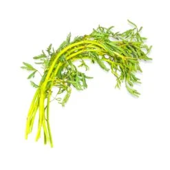 Fresh Water Mimosa (Thai) 200g